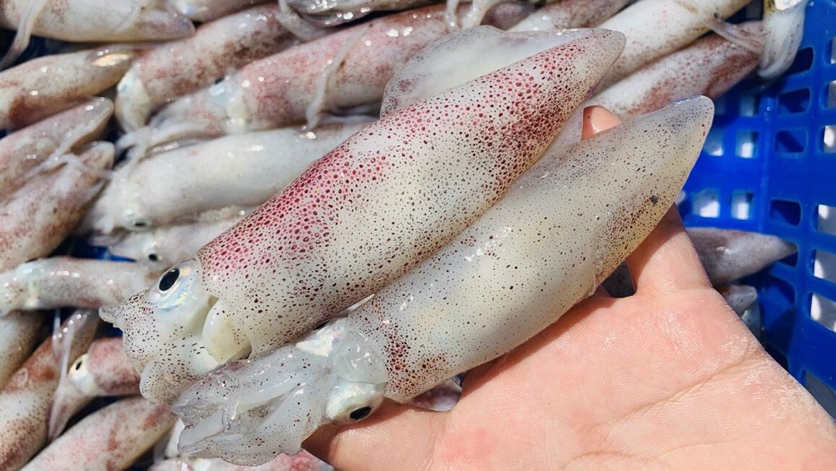 MỰC ỐNG TRỨNG SỐNG (loại 1)