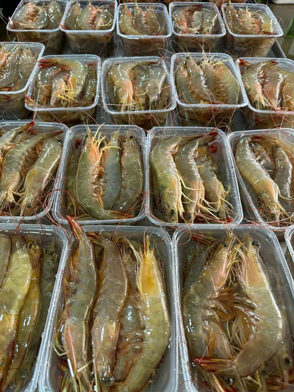 Tôm biển cửa lò