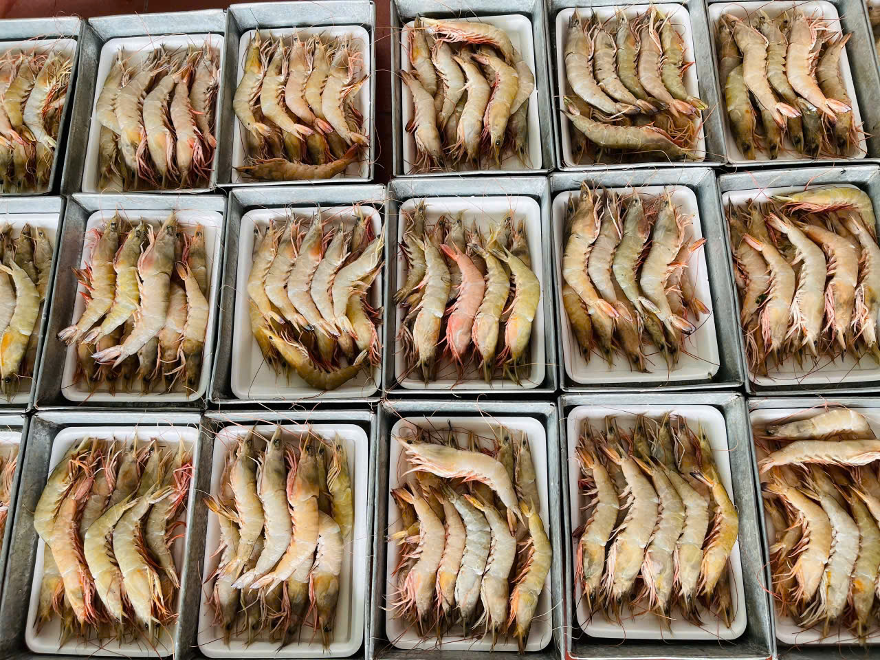 Tôm biển tàu xa bờ