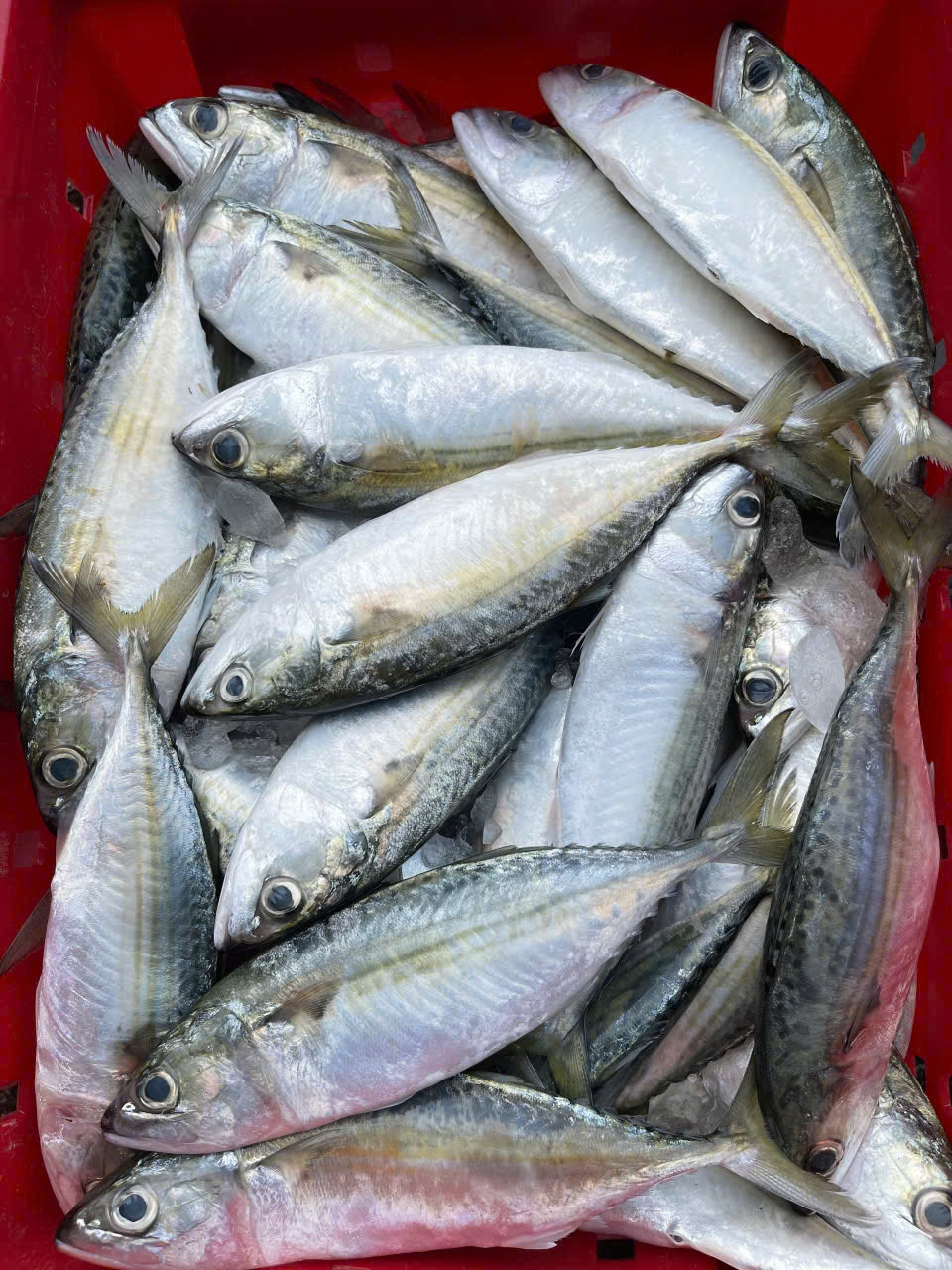 Cá bạc má biển Cửa Lò